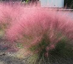 Eragrostis spectabilis
