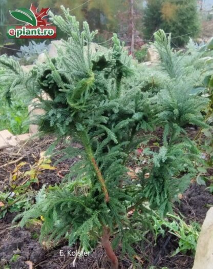 Cryptomeria japonica 'Cristata'