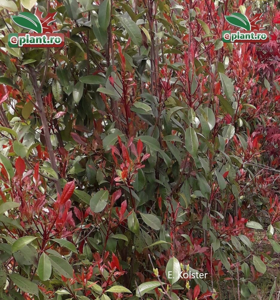 Photinia red robin Photinia fraseri 'Red Robin'