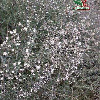 Gypsophila paniculata