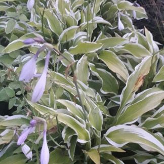 Hosta decorata