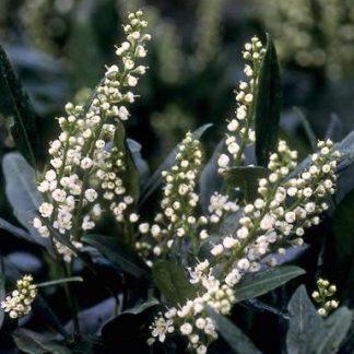 Prunus laurocerasus 'Otto Luyken' - Laurocires pitic