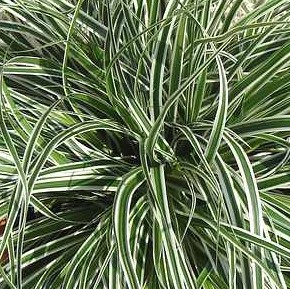 Carex oshimensis 'Everest'