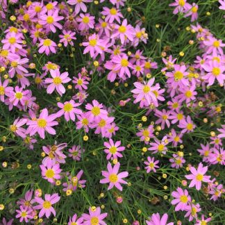 Coreopsis rosea 'American Dream'