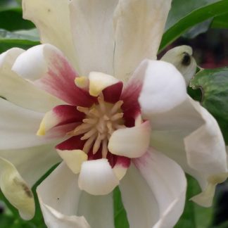 Calycanthus 'Venus'