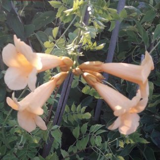 Campsis radicans 'Flava'- Pipa turcului galbenă