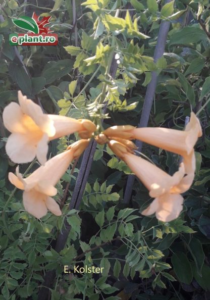 Campsis radicans 'Flava'- Pipa turcului galbenă