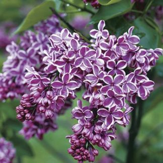 Syringa vulgaris 'Sensation'