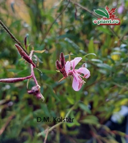 Gaura lindheimeri 'Siskiyou Pink'