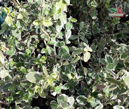 Euonymus fortunei 'Emerald 'n Gaiety'