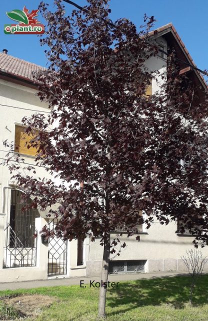 Acer pseudoplatanus 'Faassen's Black'