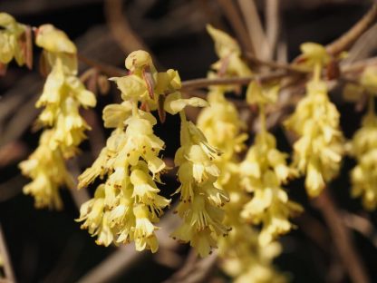 Corylopsis pausiflora
