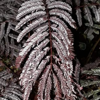 Albizia julibrissin 'Summer Chocolate'