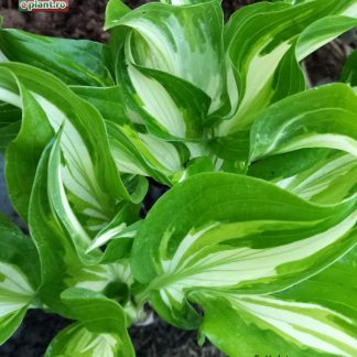 Hosta undulata 'Mediovariegata'