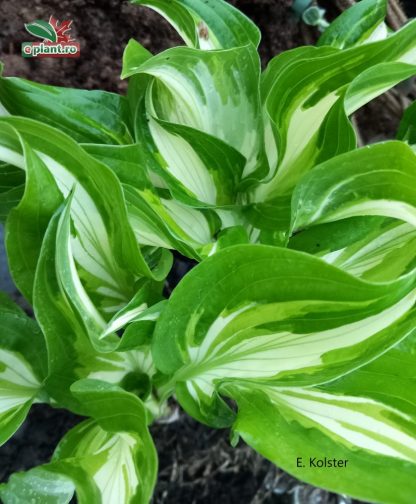 Hosta undulata 'Mediovariegata'