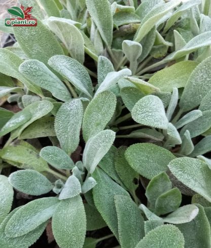 Stachys byzantina