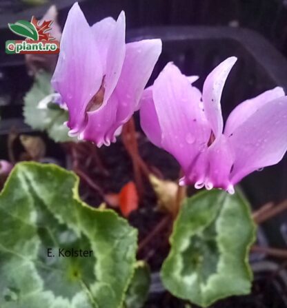 Cyclamen hederifolium 'Rose Pearls'