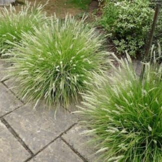 Sesleria autumnalis