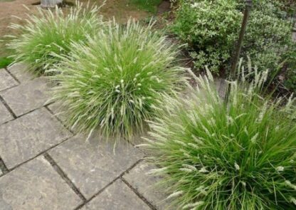 Sesleria autumnalis