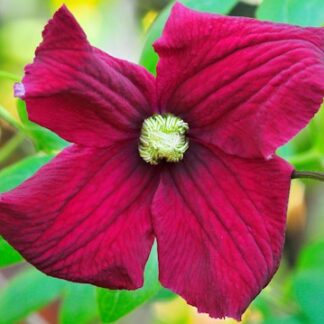Clematis 'Vitiwester'
