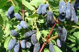 Lonicera kamtschatica