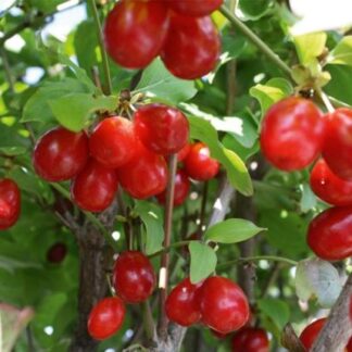 Cornus mas