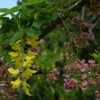 laburnocytisus adamii