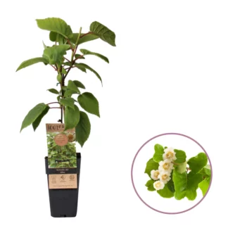 Actinidia deliciosa 'Atlas