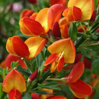 Cytisus praecox ‘Lena'
