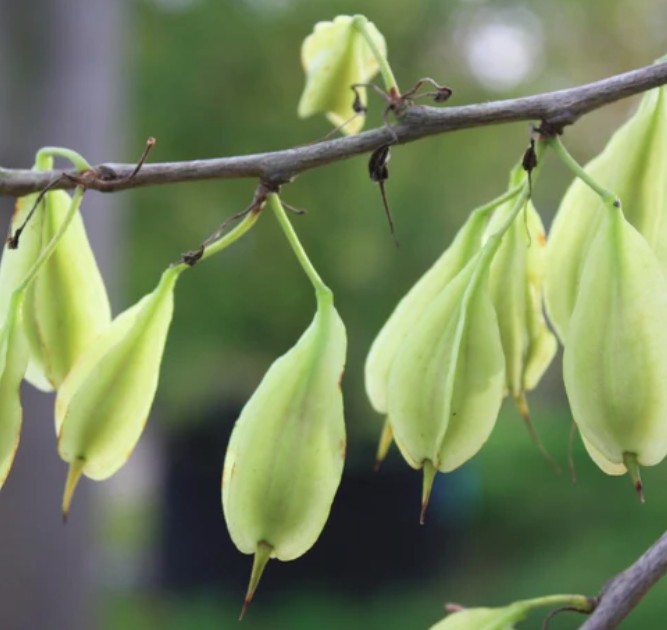 halelsia monticola groene vrucht