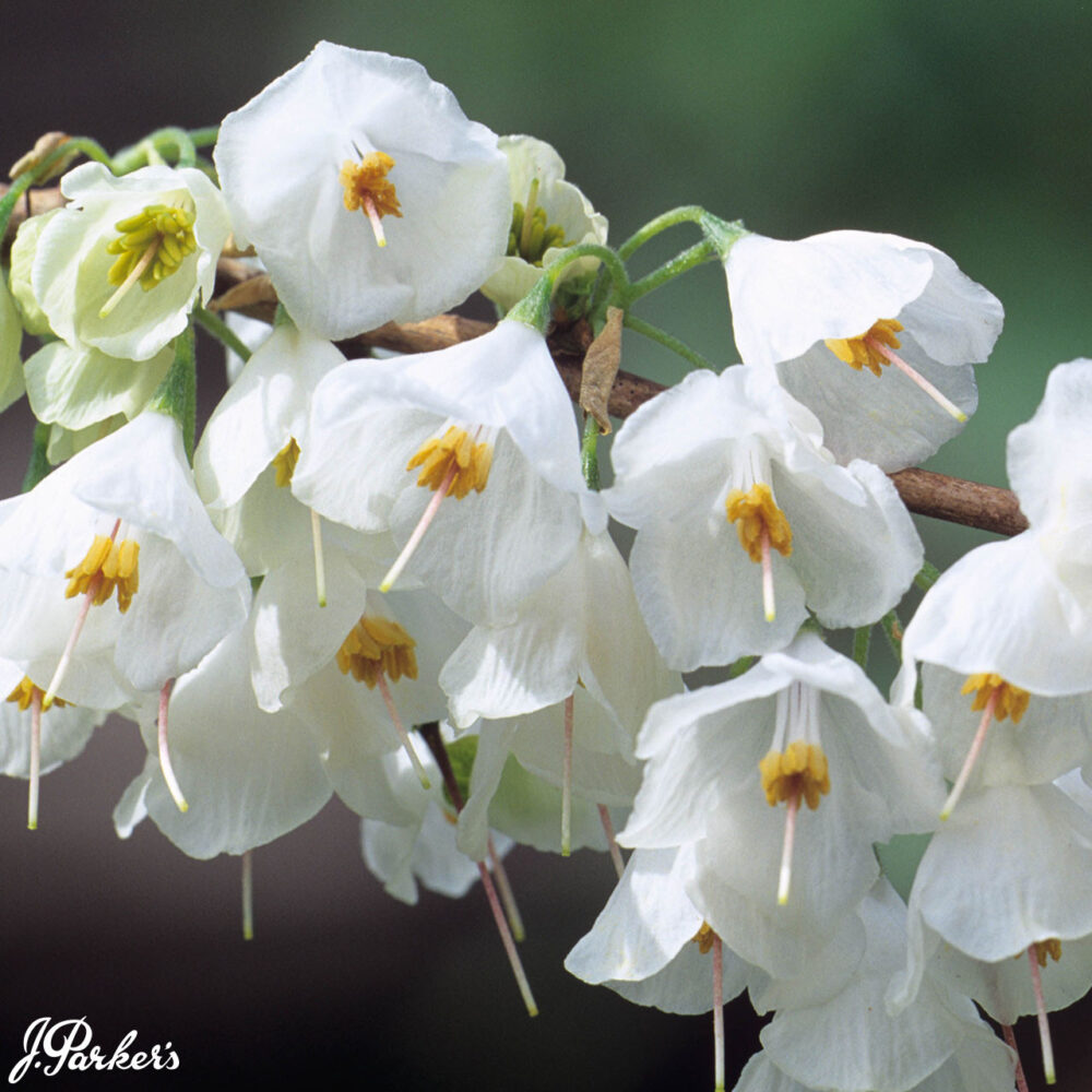 helesia monticola bloem