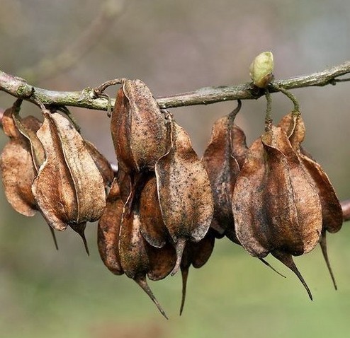 helesia monticola bruine vrucht