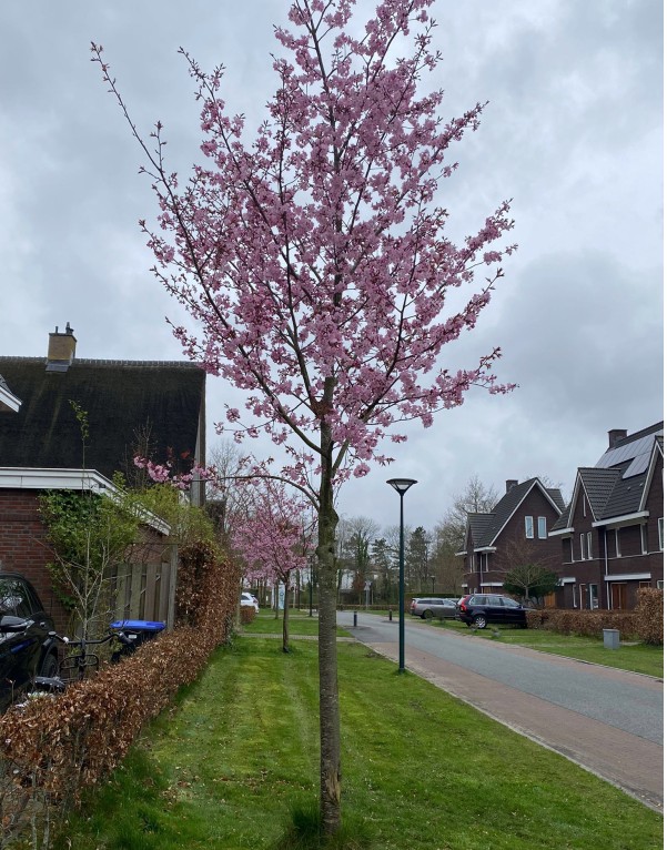 prunus serrulata kanzan boom