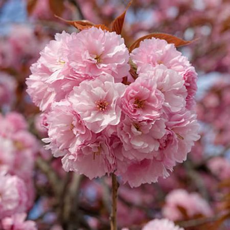 prunus-serrulata-kanzan prunus serrulata kanzan