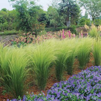 Stipa tenuissima 'Pony Tails'