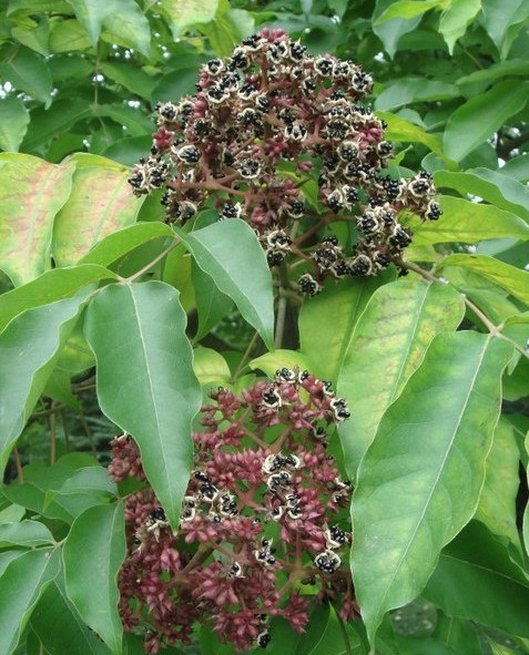 tetradium daniellii fruct negru