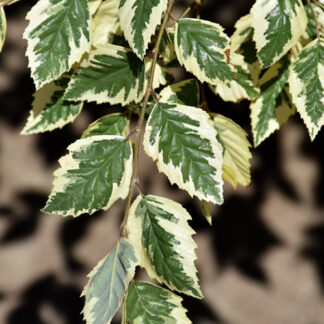 Betula nigra 'Shiloh Splash'