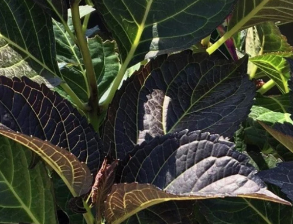 hydrangea macroph Dark Angel blad