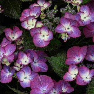 Hydrangea macrophylla 'Dark Angel'