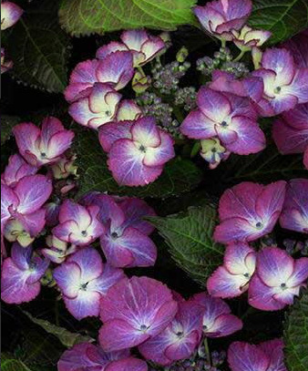hydrangea macroph Dark Angel bloem Hydrangea macrophylla 'Dark Angel'