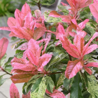 Photinia serratifolia 'Pink Crispy'