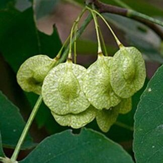 Ptelea trifoliata